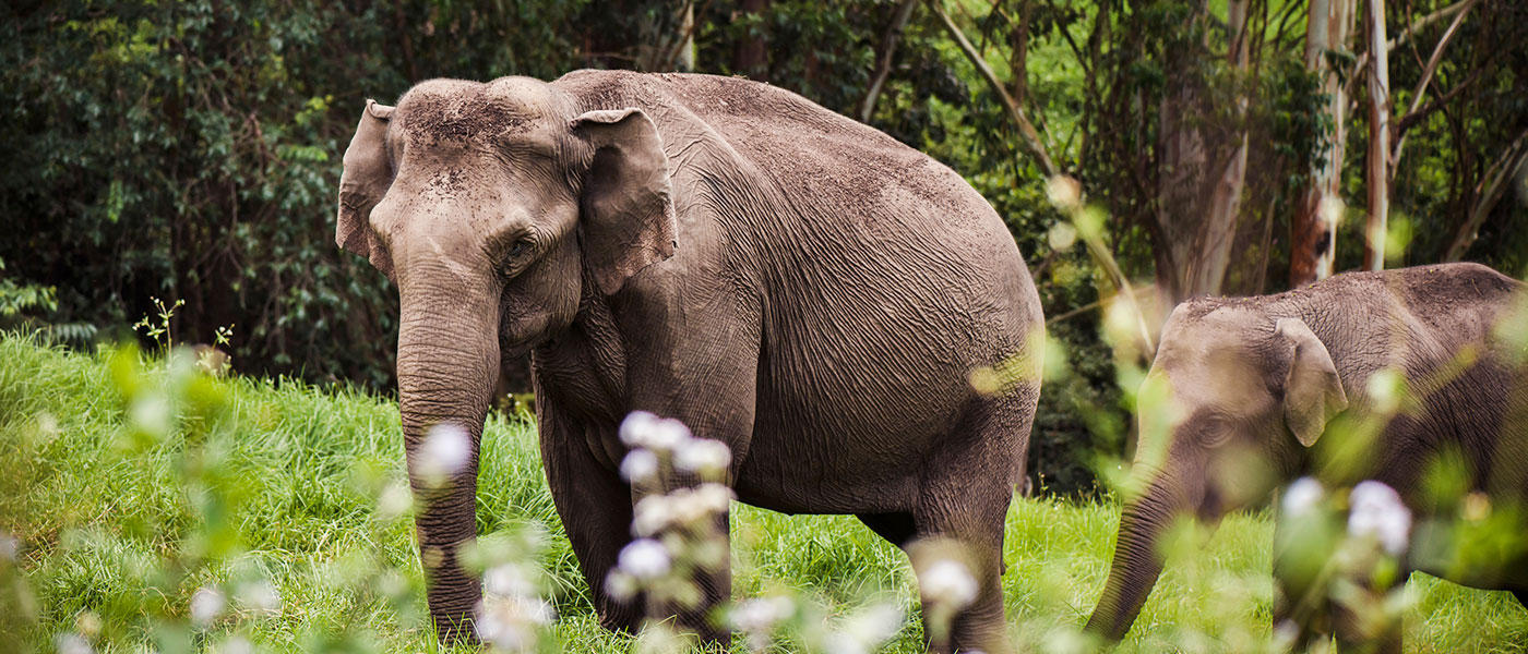 Wild Dooars Nature Trail