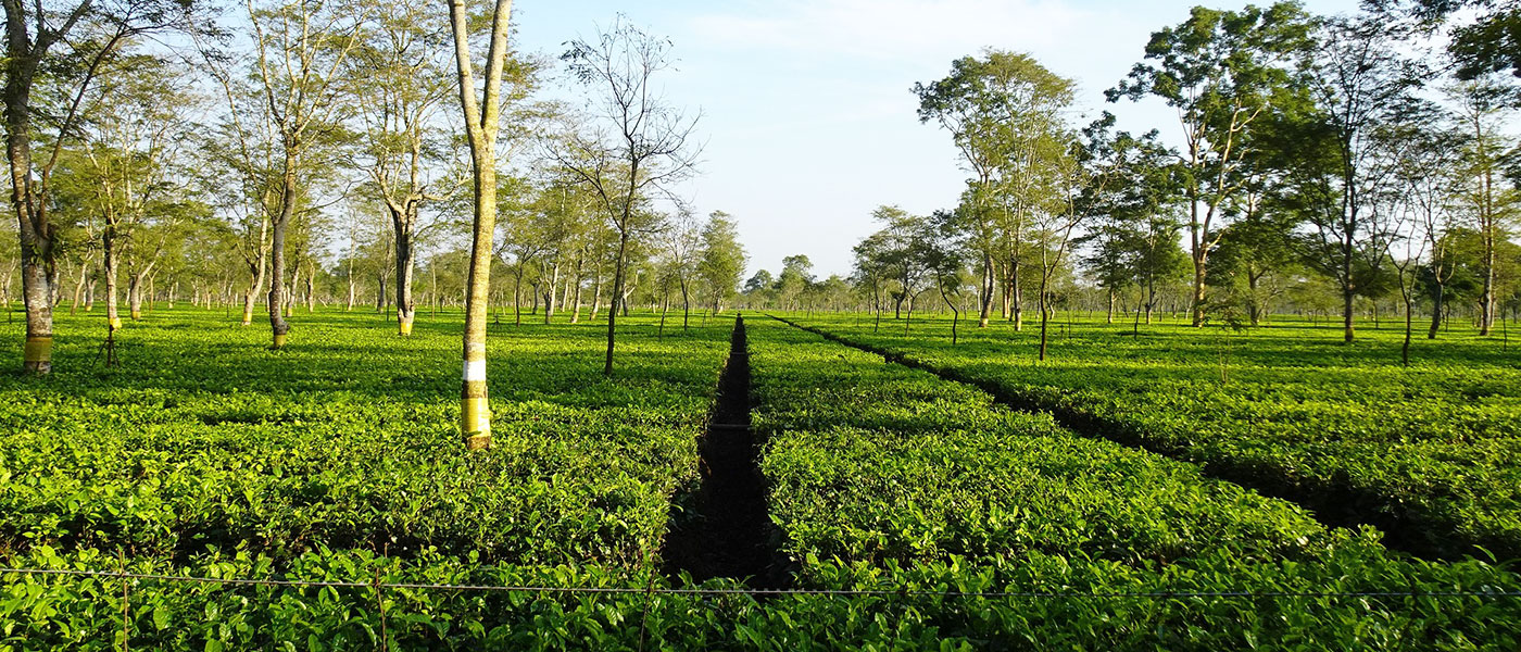 Assam Green Trails Tour