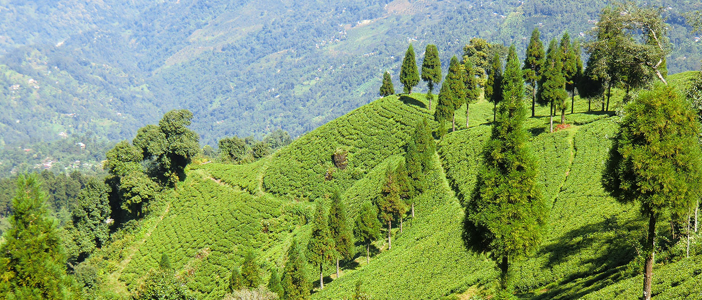 Darjeeling & Sikkim Delight
