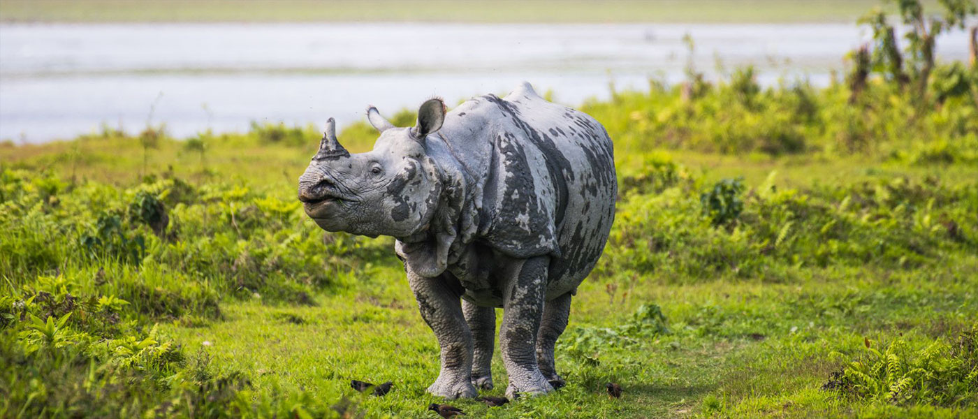Kaziranga Wildlife Escape