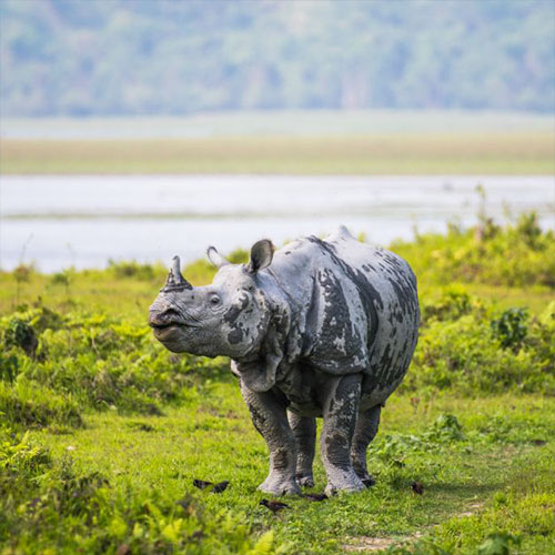 Kaziranga Wildlife Escape