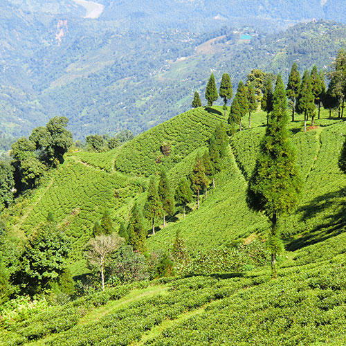 Darjeeling & Sikkim Delight