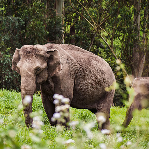 Wild Dooars Nature Trail